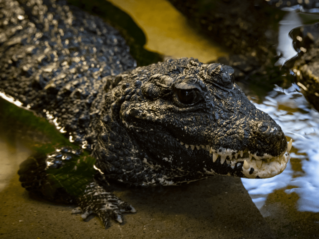 West African Dwarf Crocodile