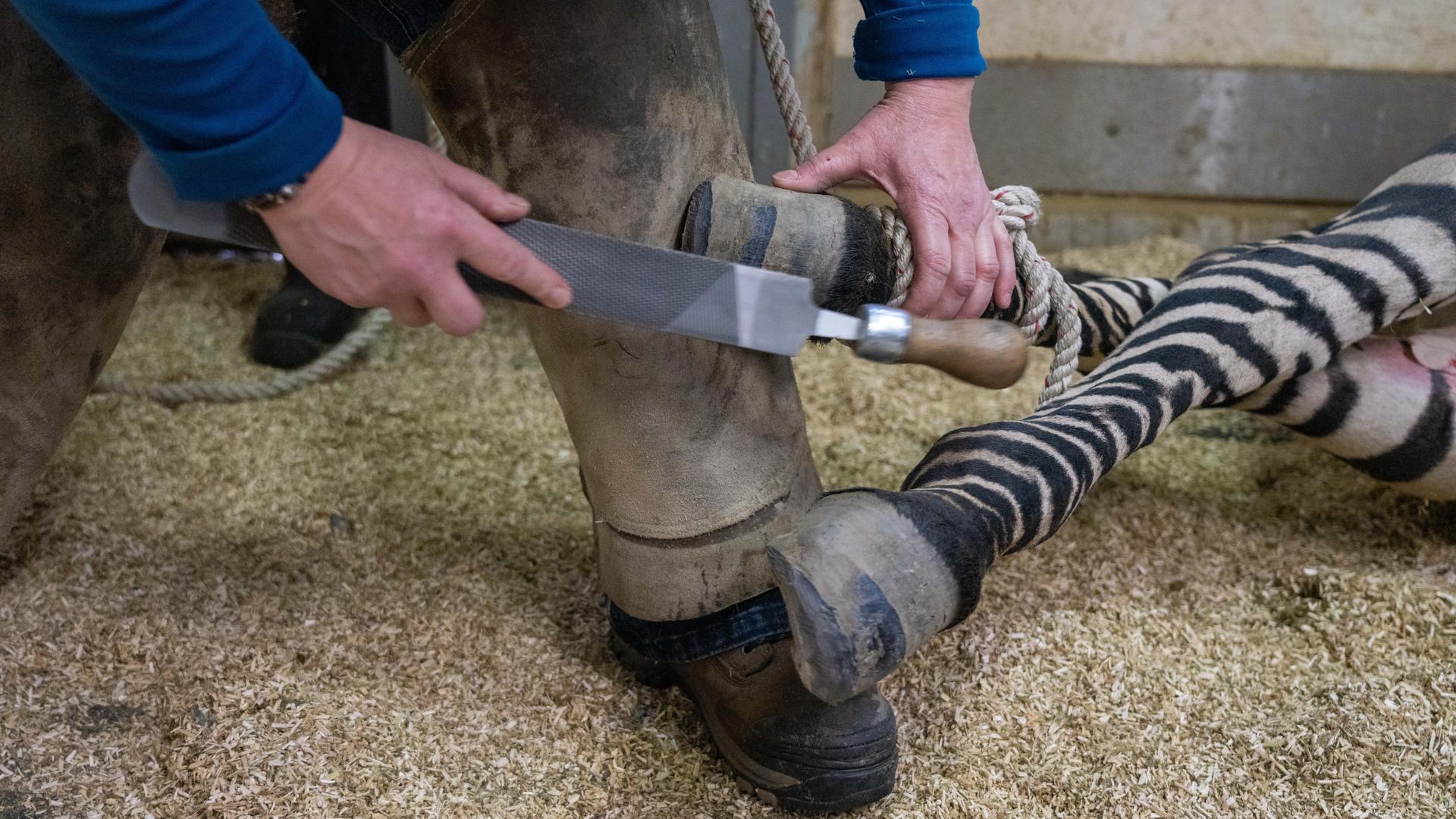 Hartmann's Mountain Zebra