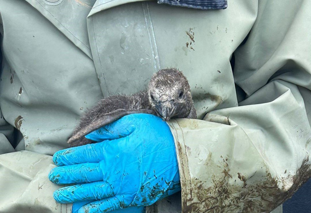 Humboldt penguin chick born summer 2024