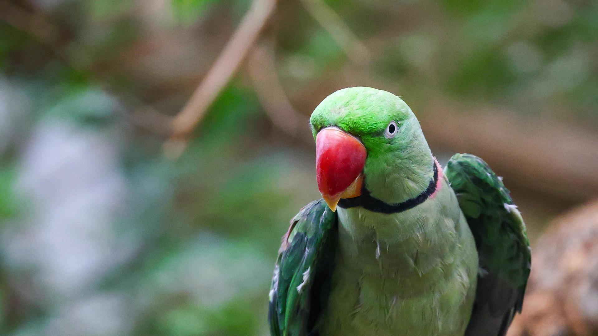 Alexandrine parakeet