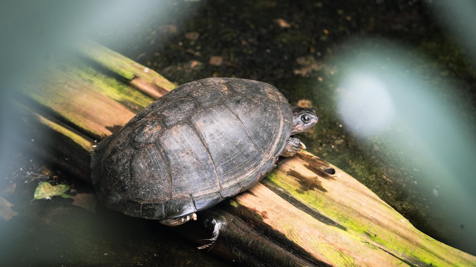 East African Black Mud Turtle