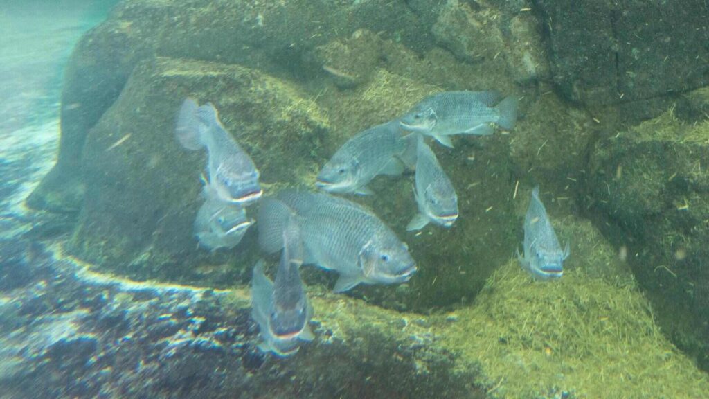 Tilapia