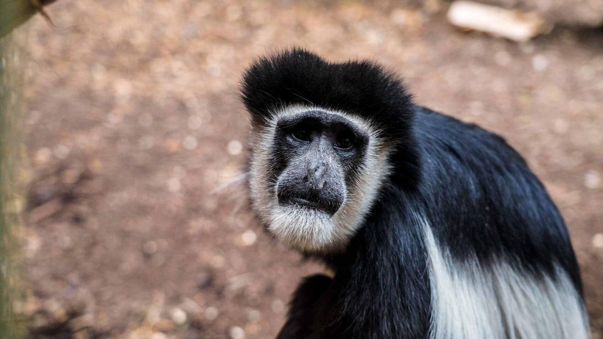 Eastern black-and-white colobus monkey