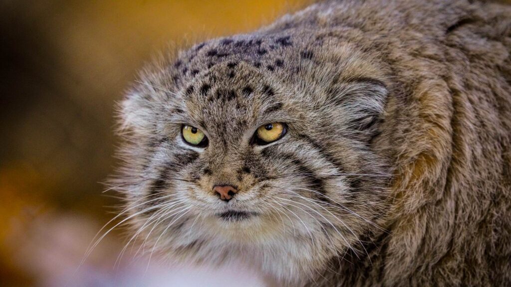 Pallas's Cat
