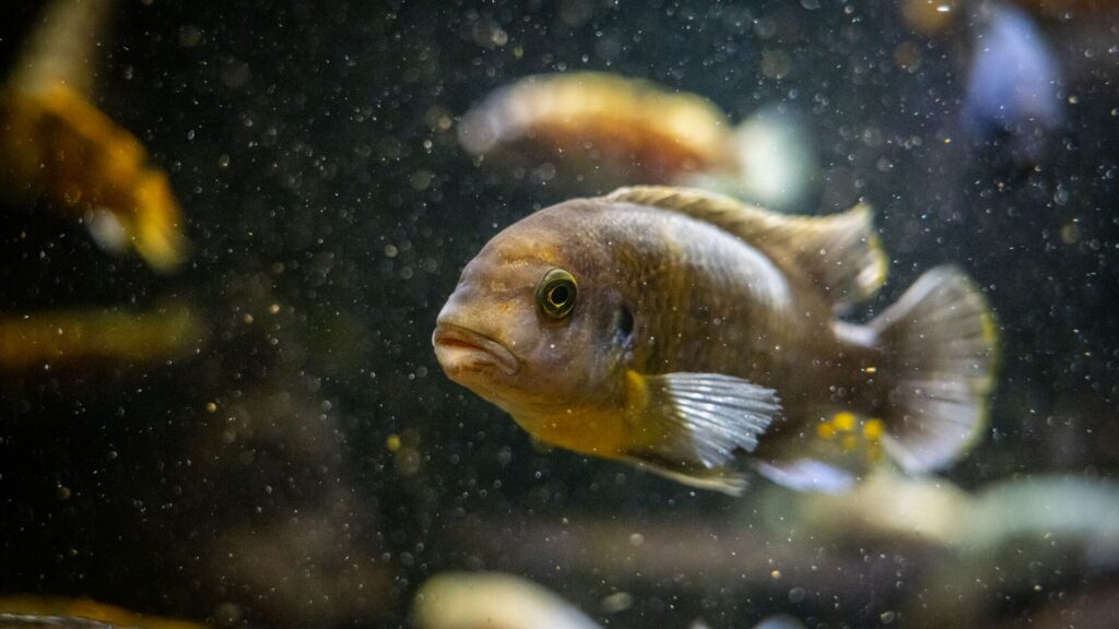 African Cichlids