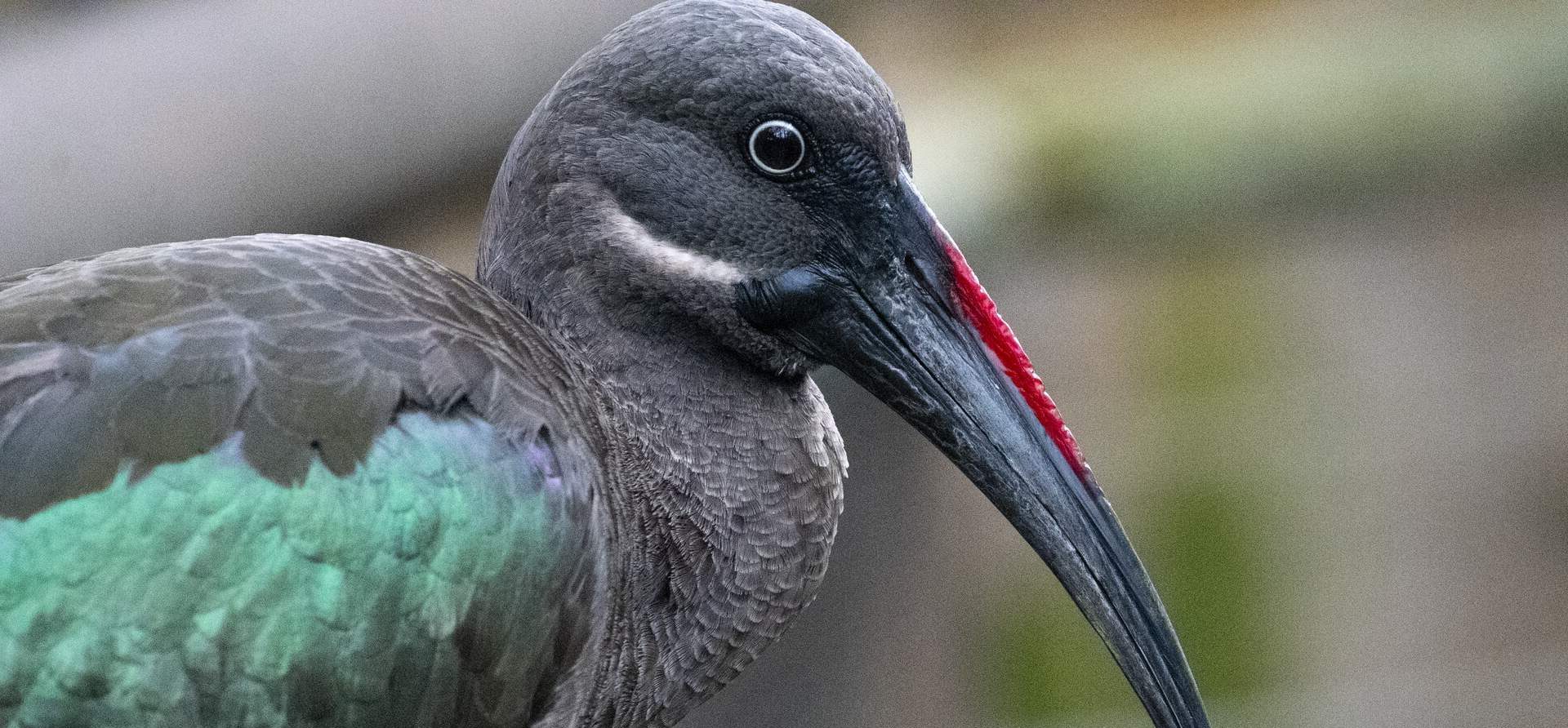 Hadada Ibis