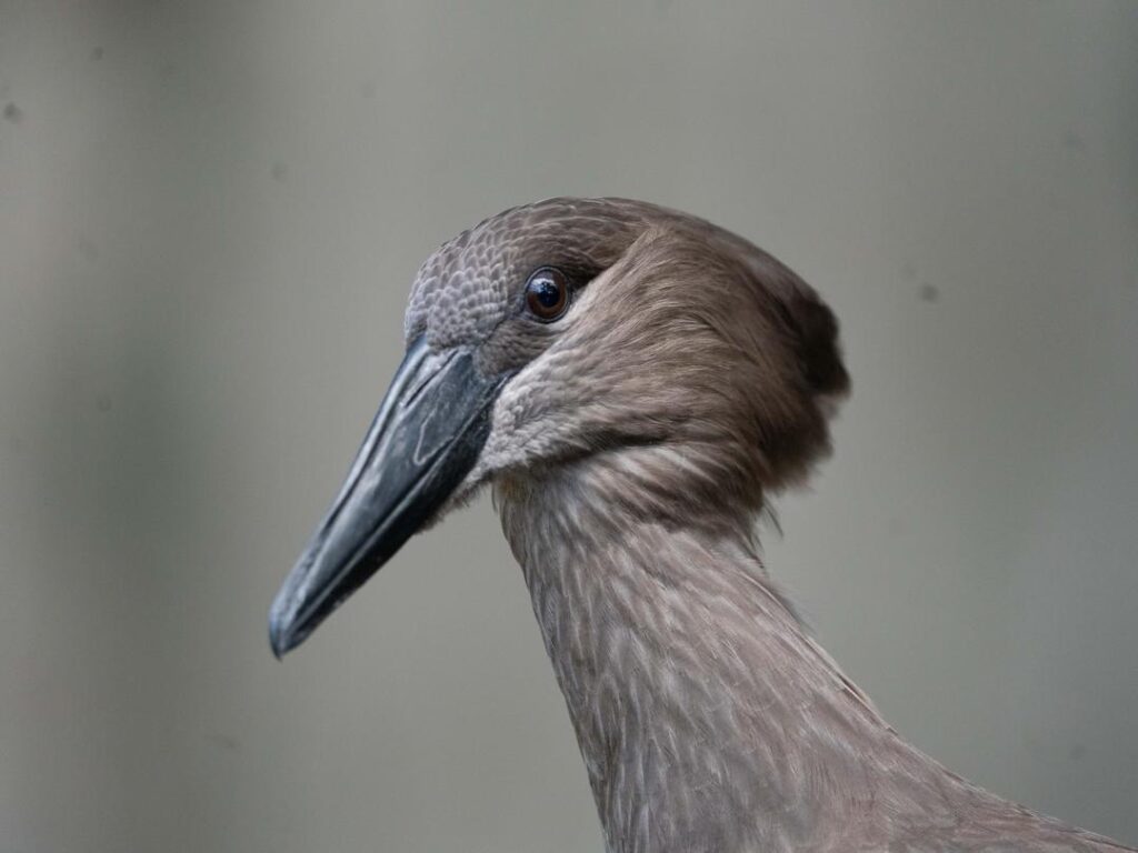 Hamerkop
