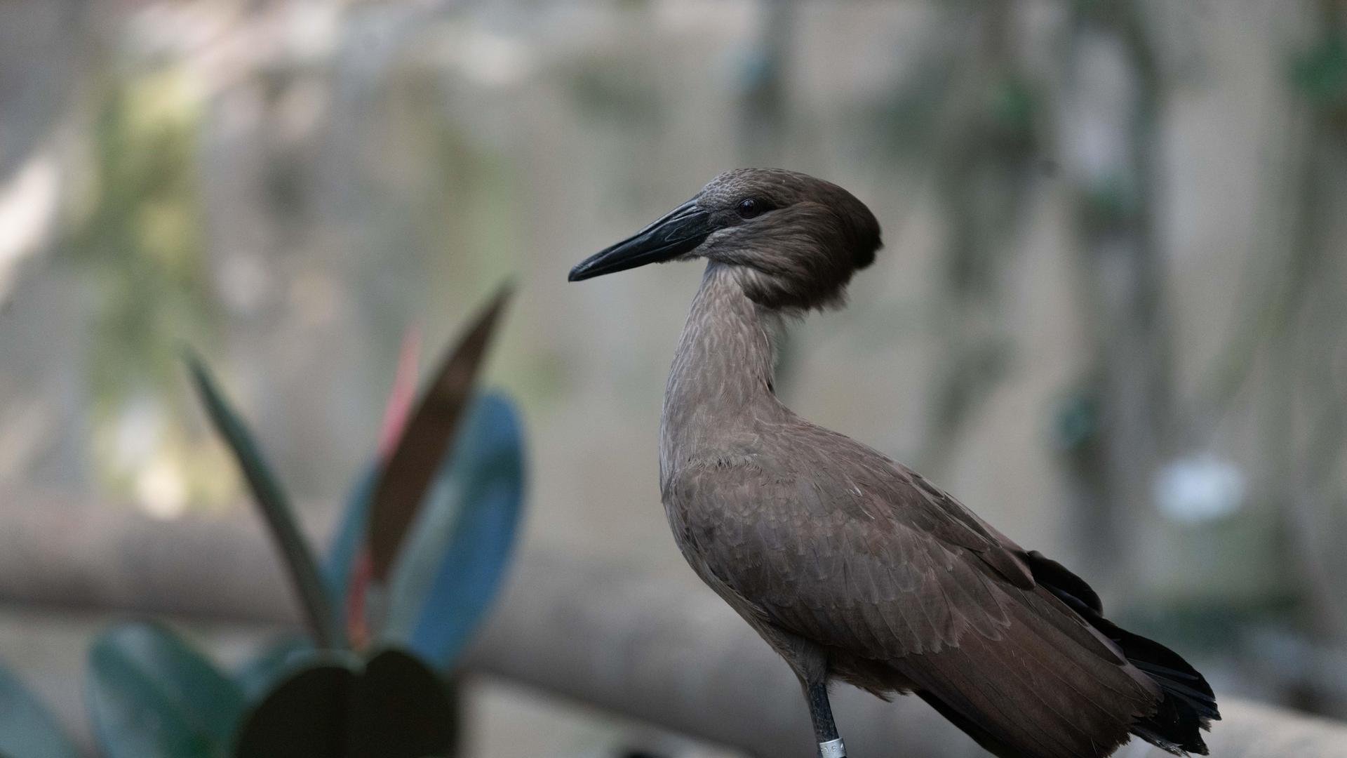 Hamerkop