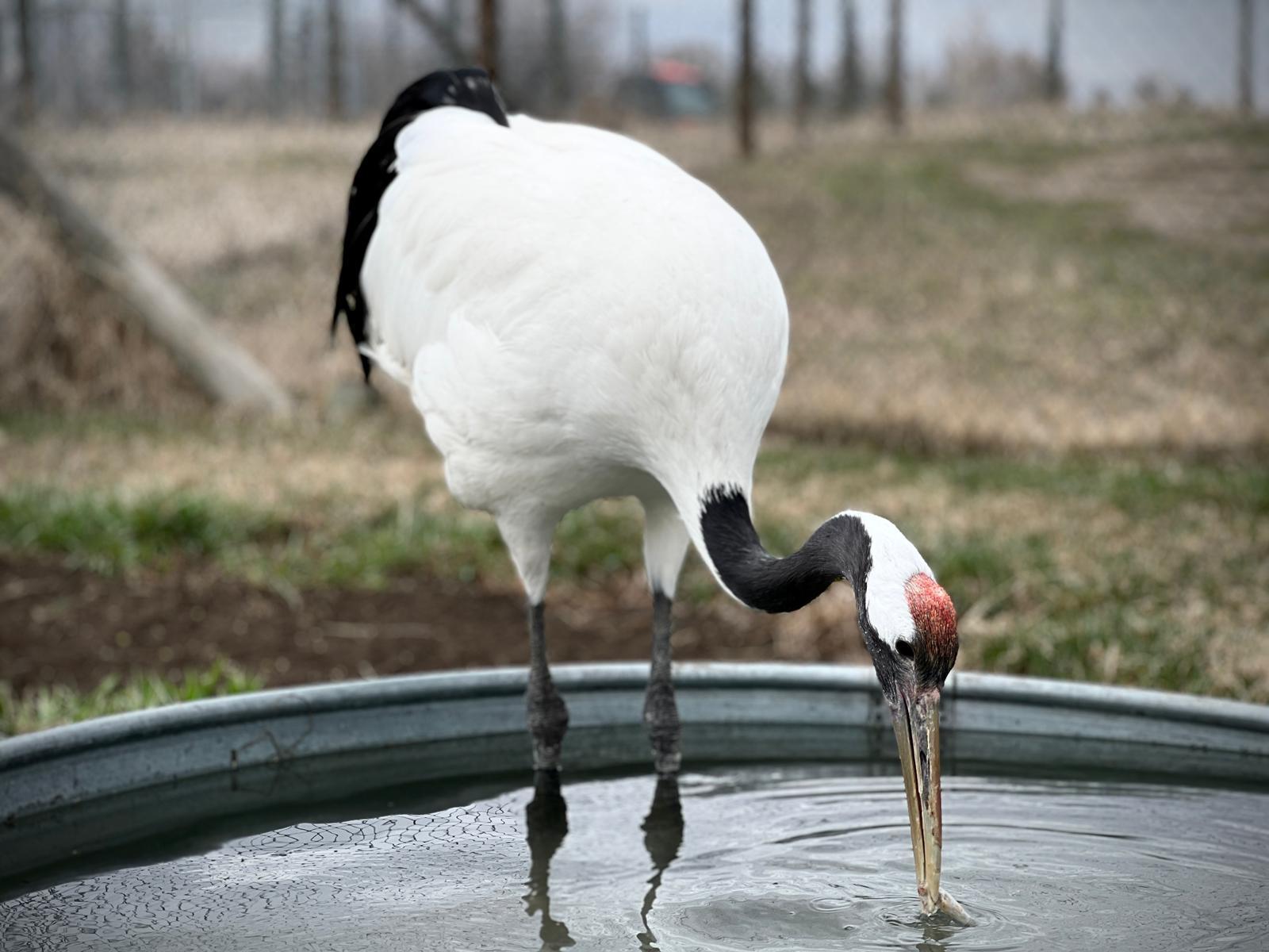Male red crowned crane, 'Hiiro'