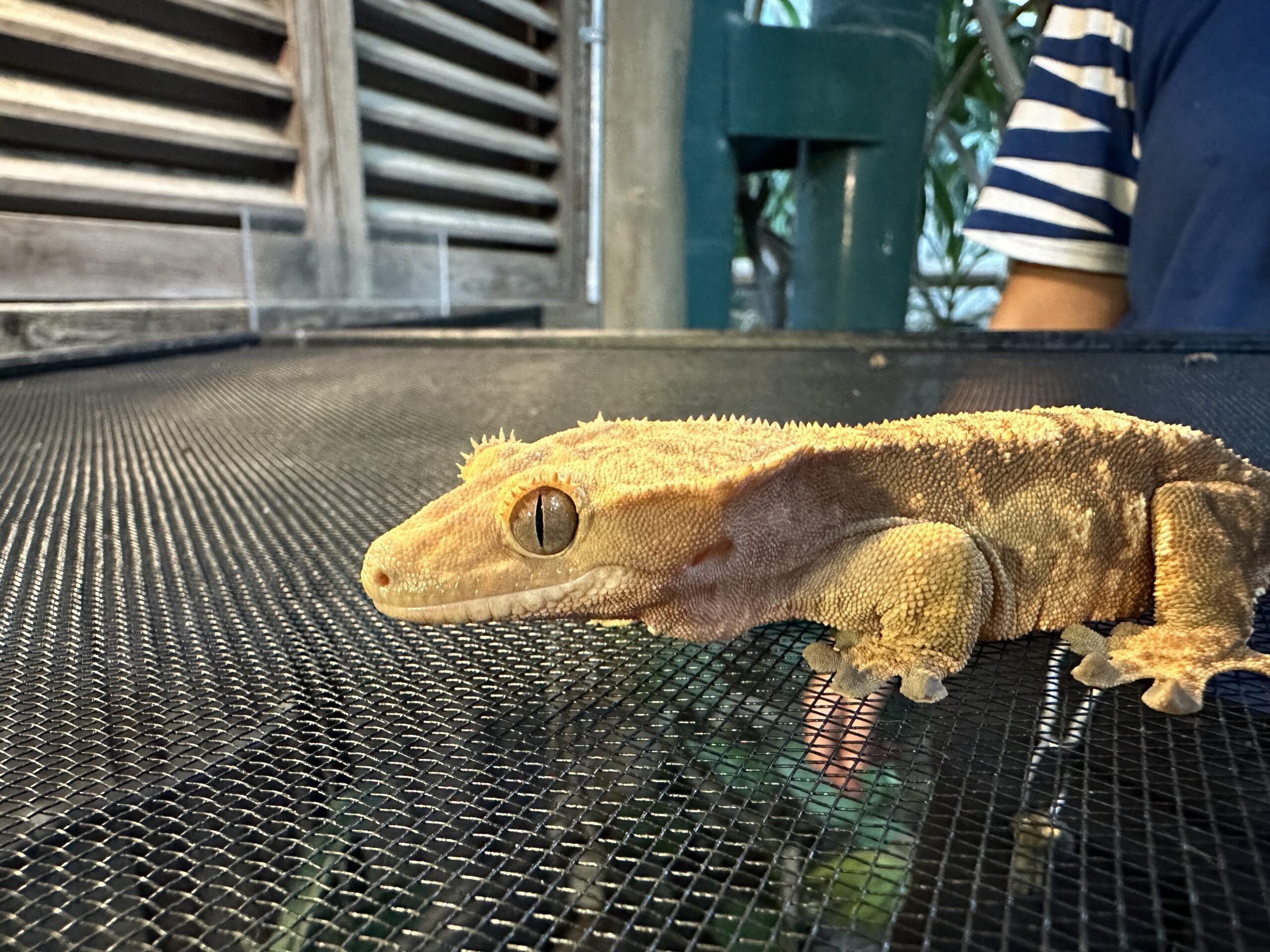 Gecko Zoo Crested Geckos - Wilder Institute/Calgary Zoo