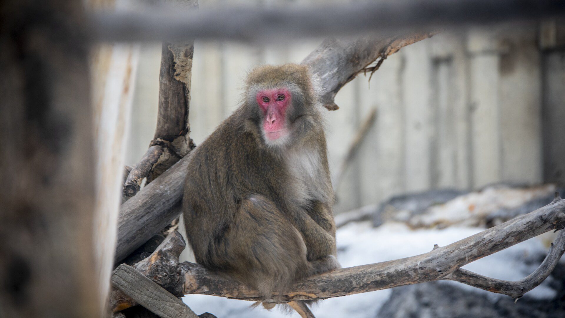 Japanese Macaque