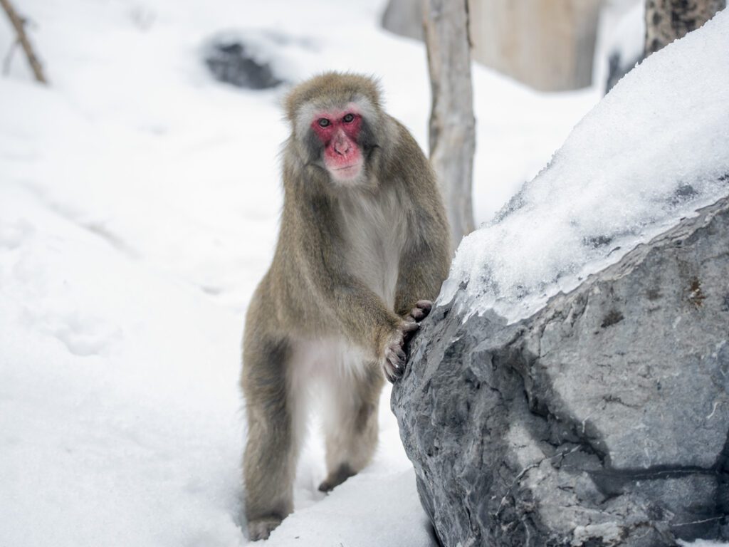 Japanese Macaque