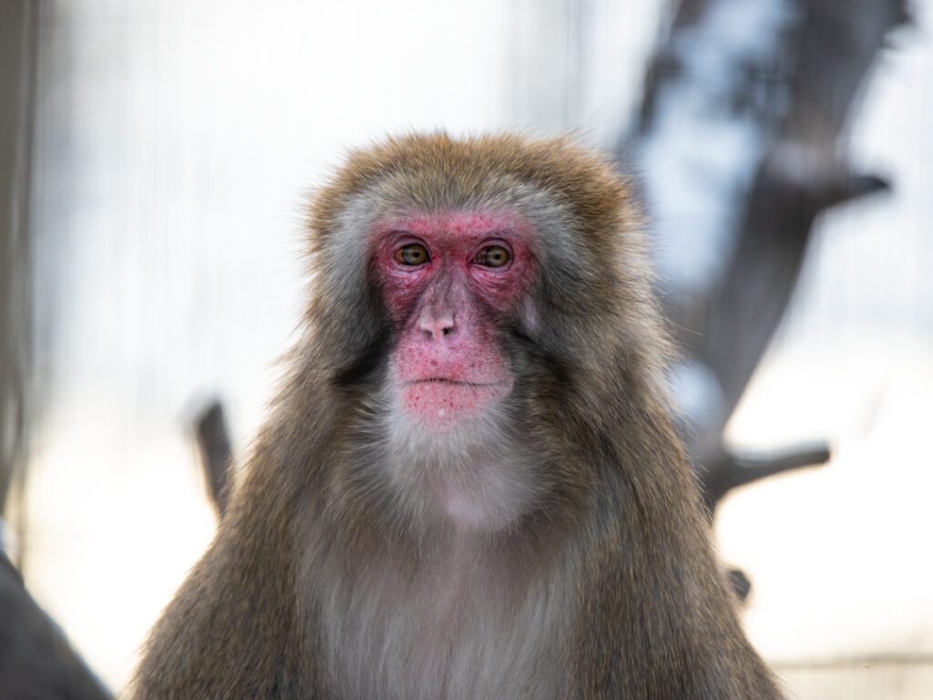 Japanese Macaque