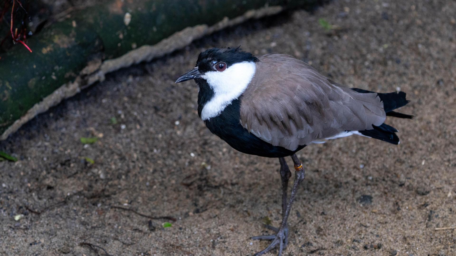 Spur-winged lapwing