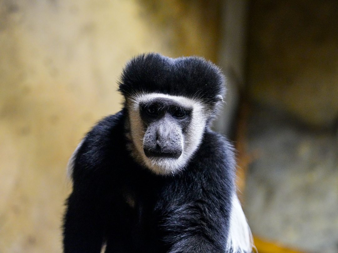 Eastern Black-and-White Colobus Monkeys - Wilder Institute/Calgary Zoo