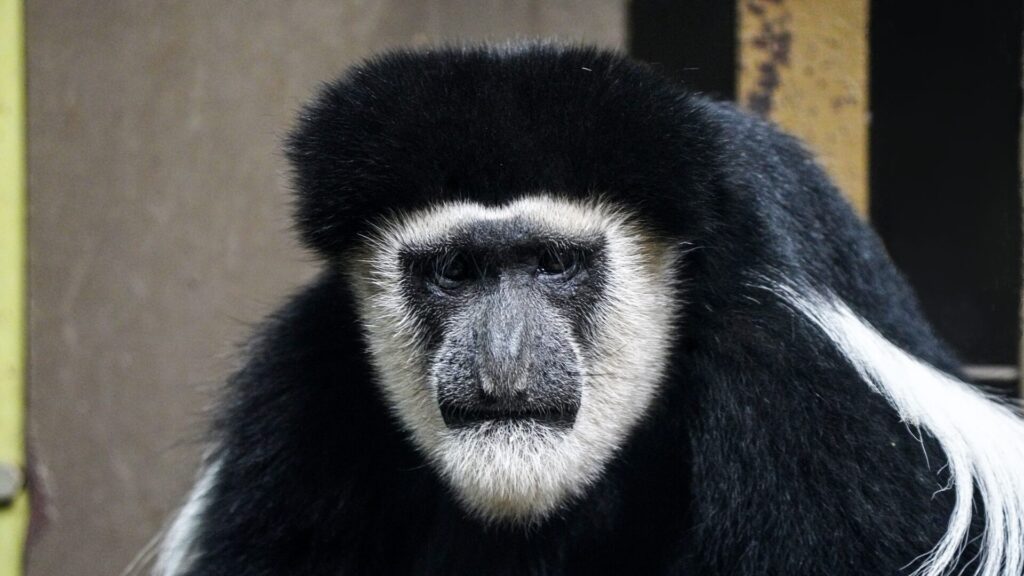 Eastern black-and-white colobus monkey