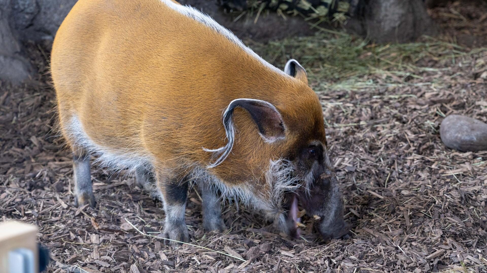 Red River Hog