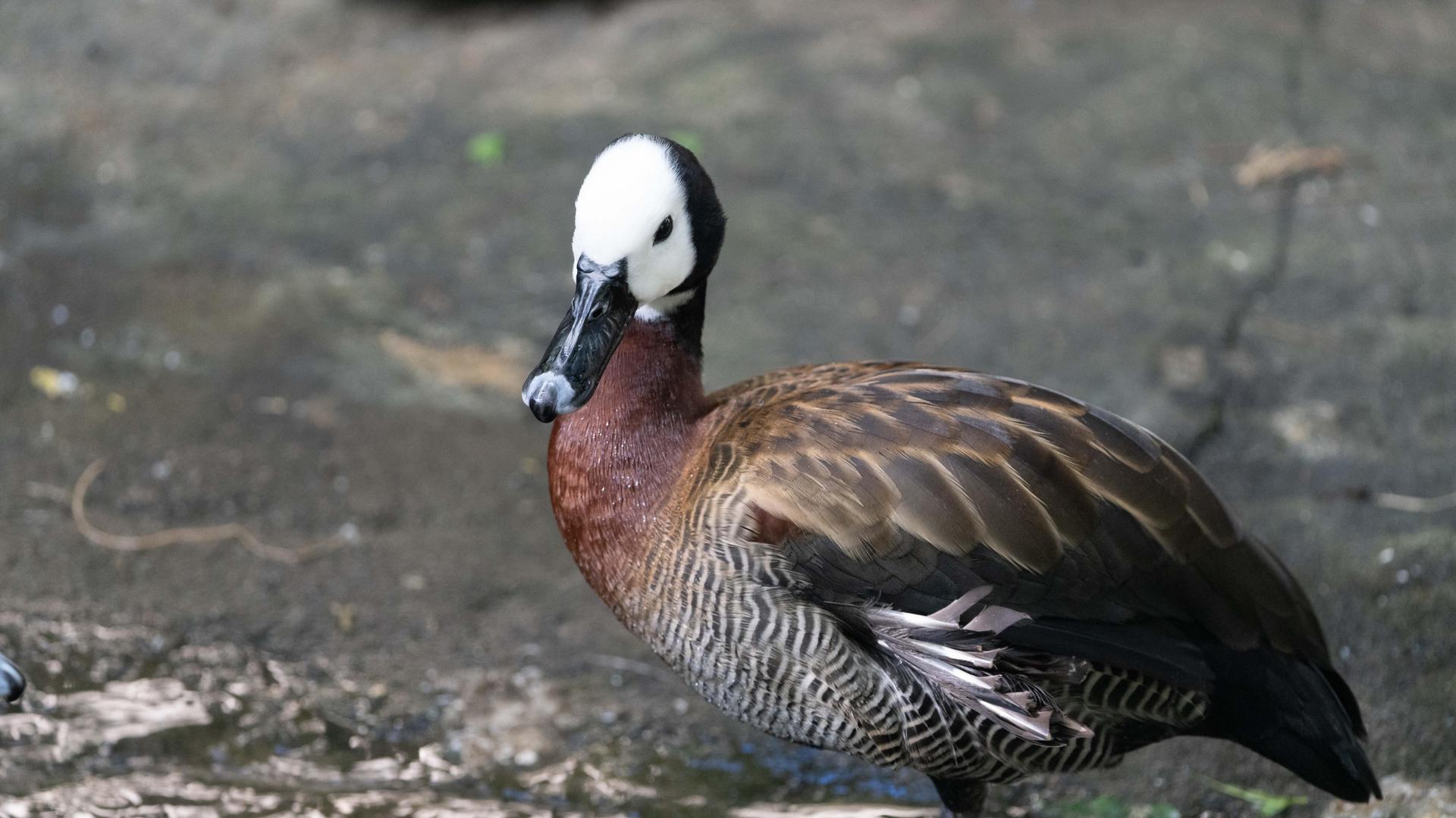 White-faced whistling ducks
