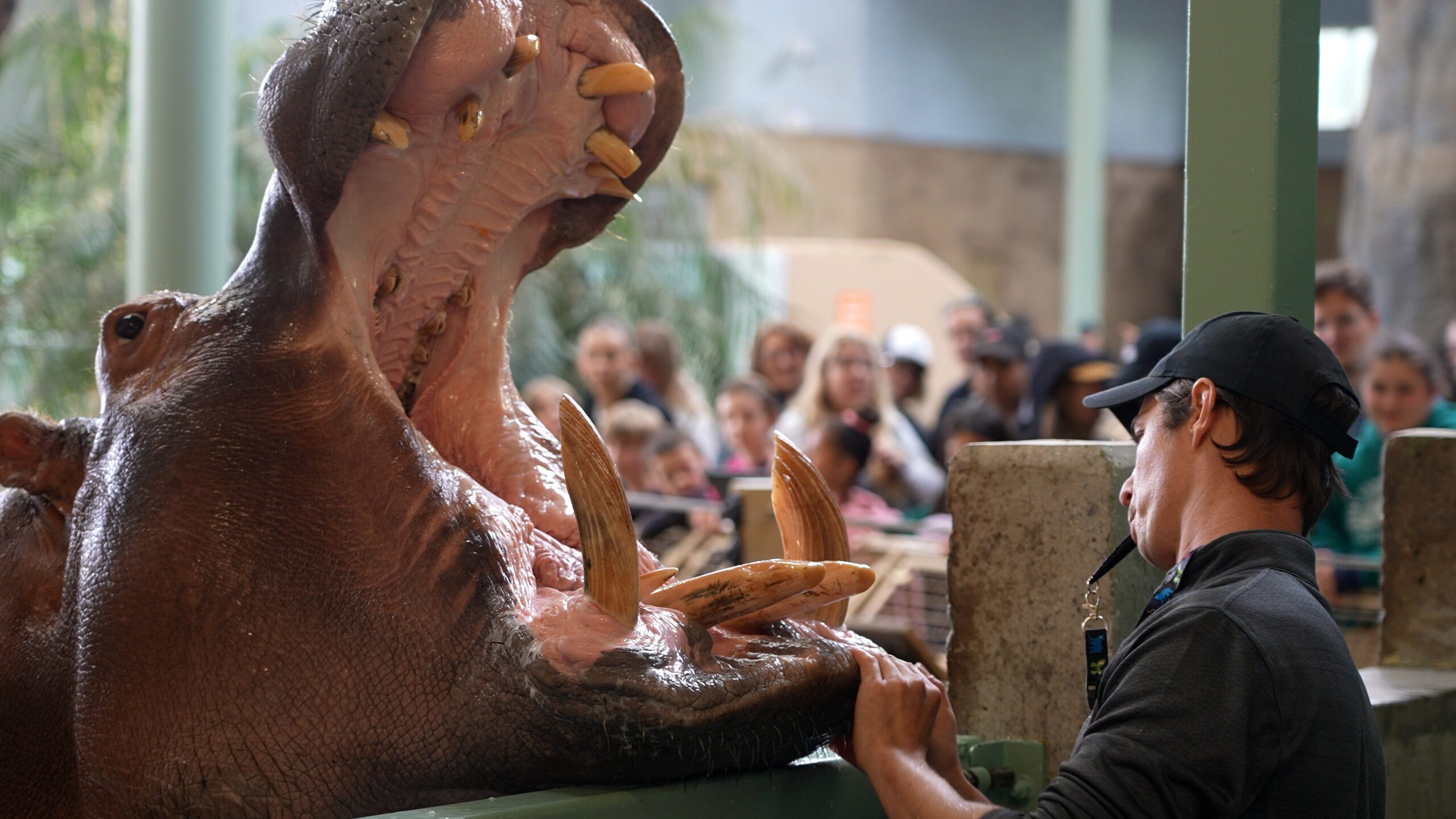 Animal Care, Health & Welfare, Hippo Dental Care