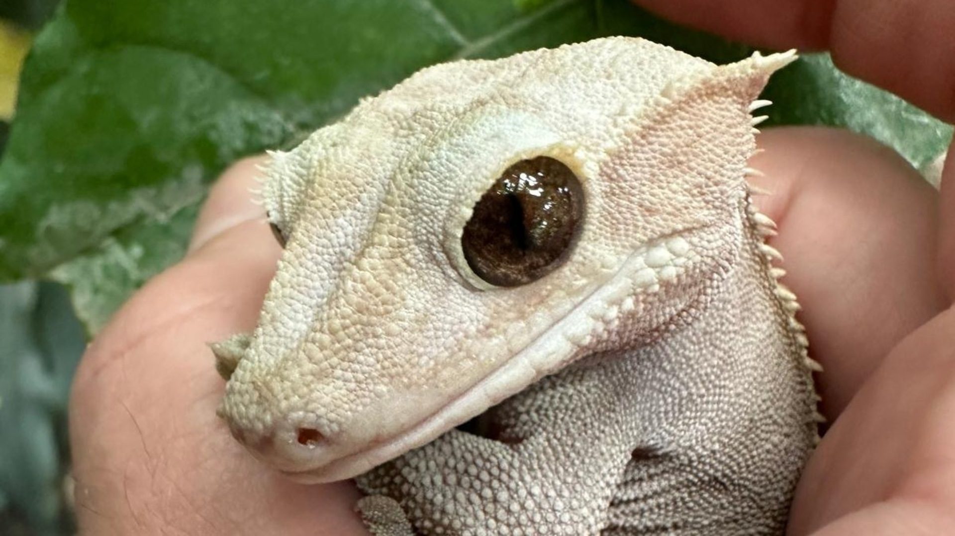 Crested gecko