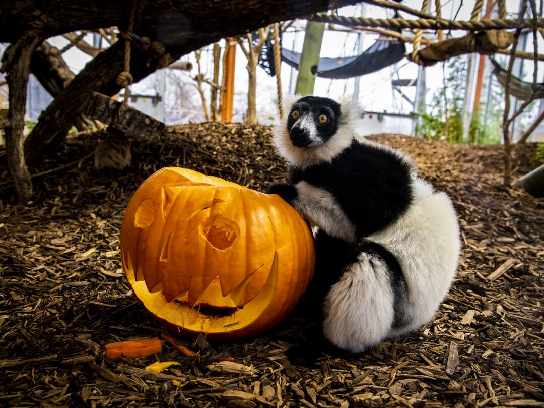 Lemur