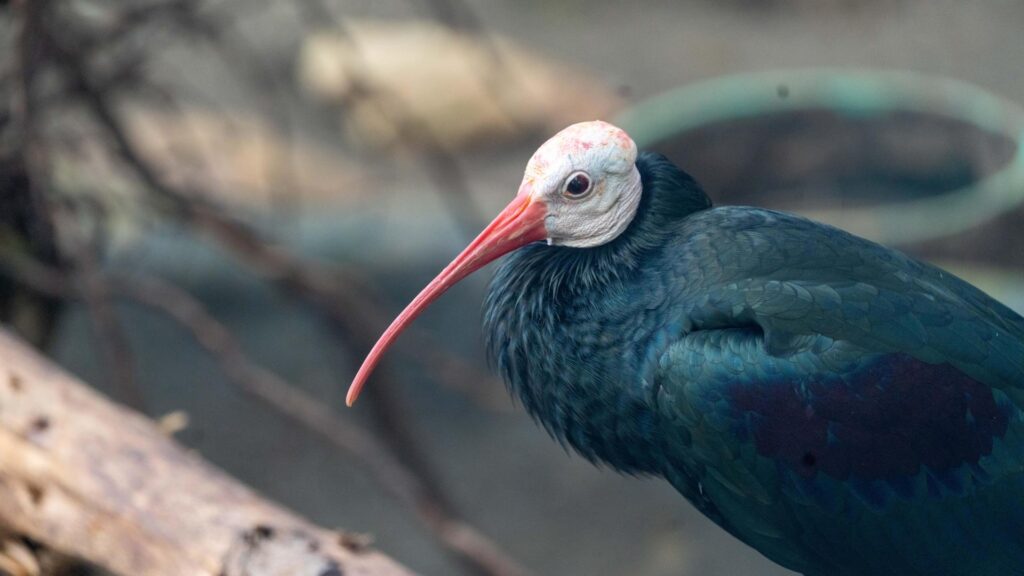 Southern bald ibis