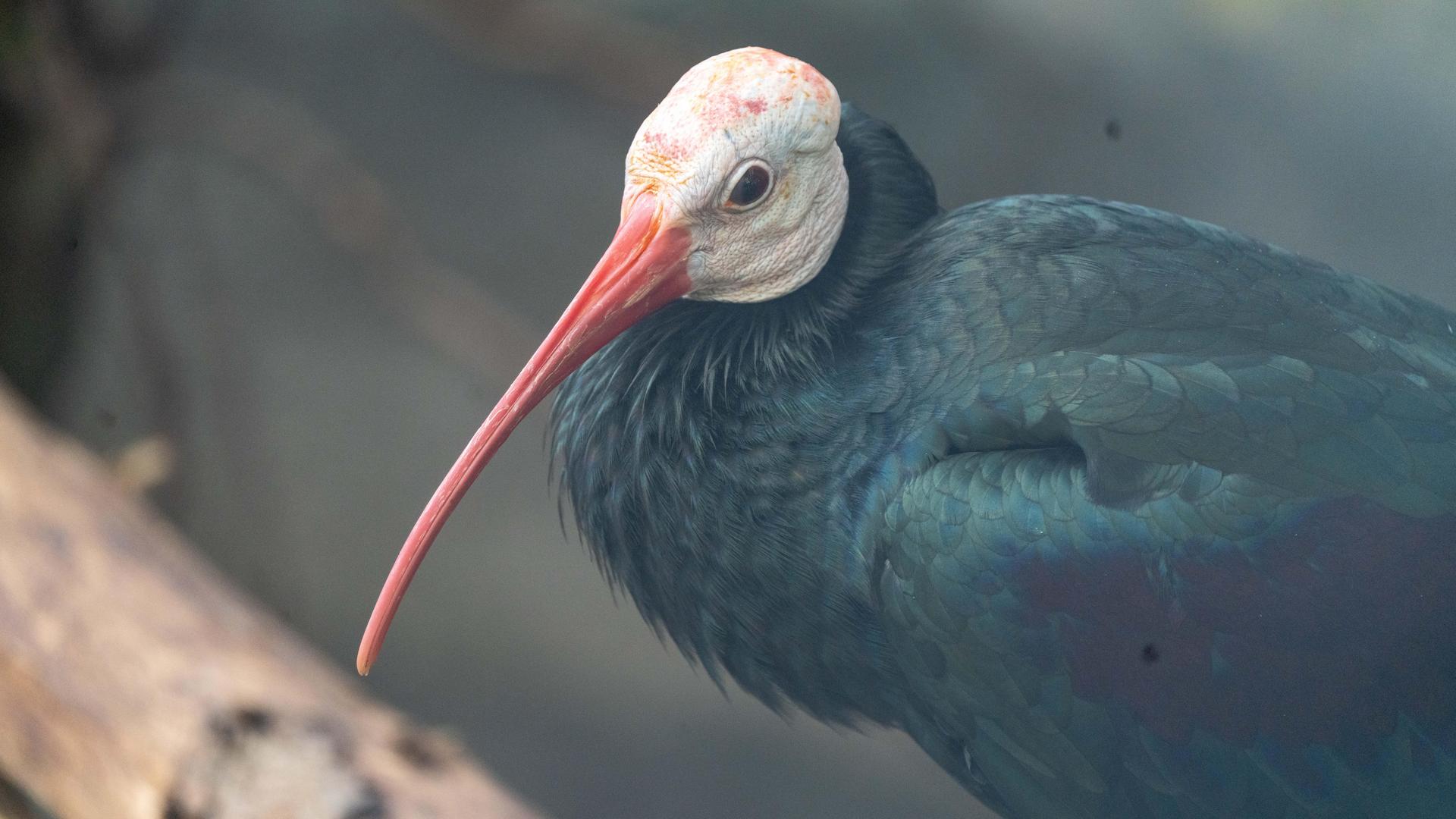 Southern bald ibis