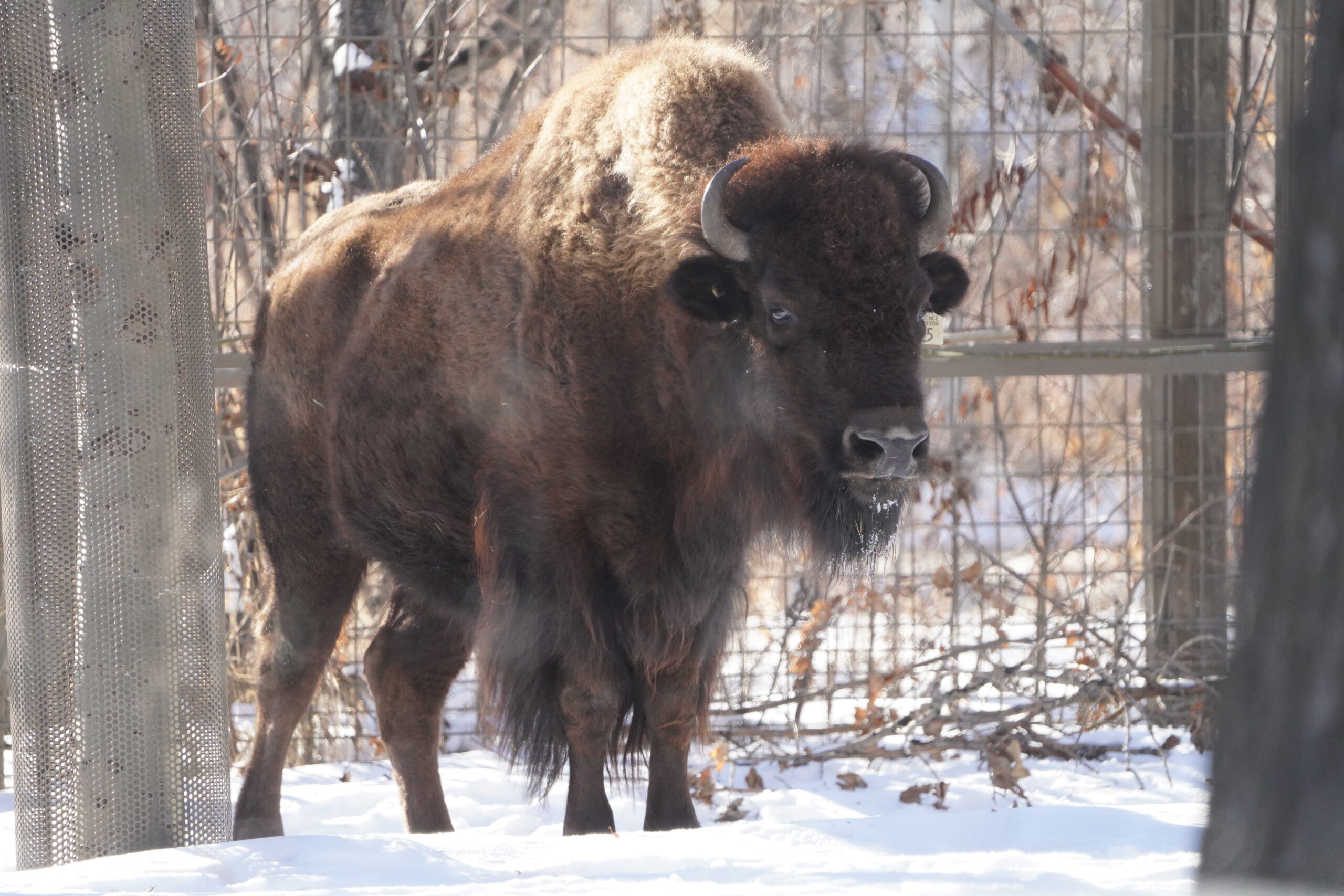 Wood bison female