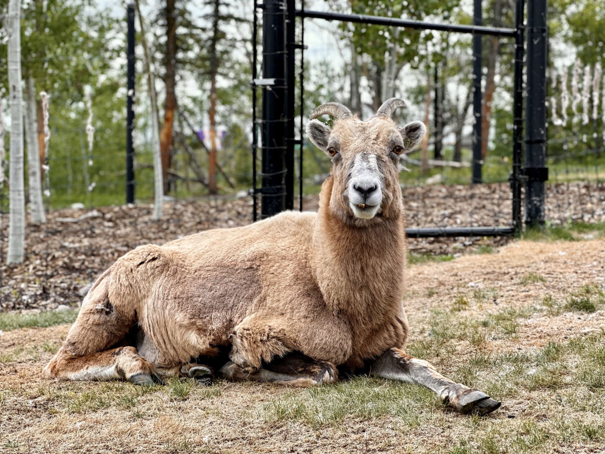 Rocky Mountain bighorn sheep, Callie, deceased