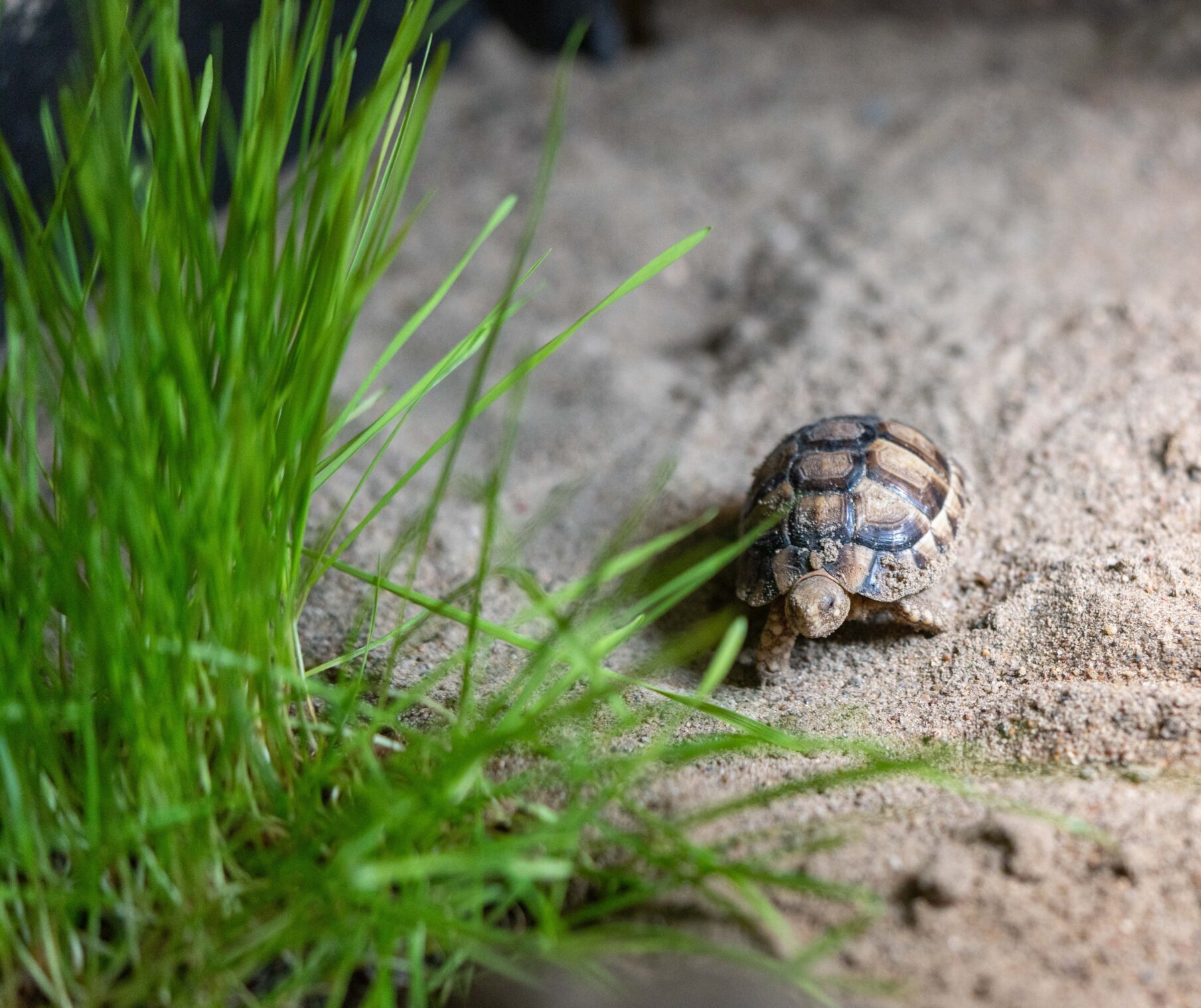 Egyptian tortoise juvenile - unknown