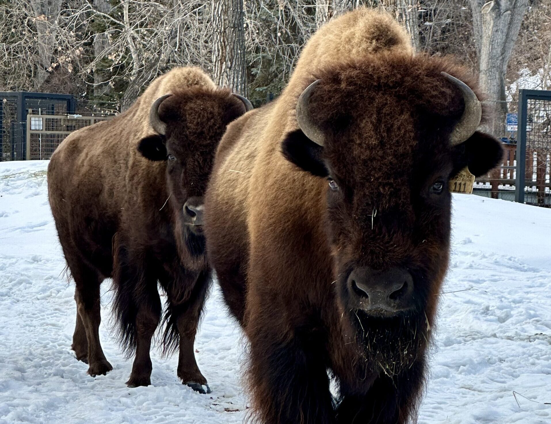 Female bison