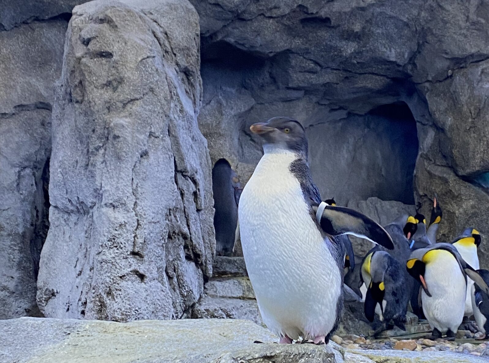 Northern Rockhopper Penguins, 'Trista' and 'Isolda'