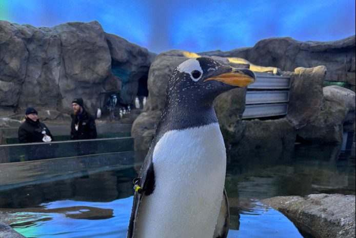 Gentoo penguin, Lochlan