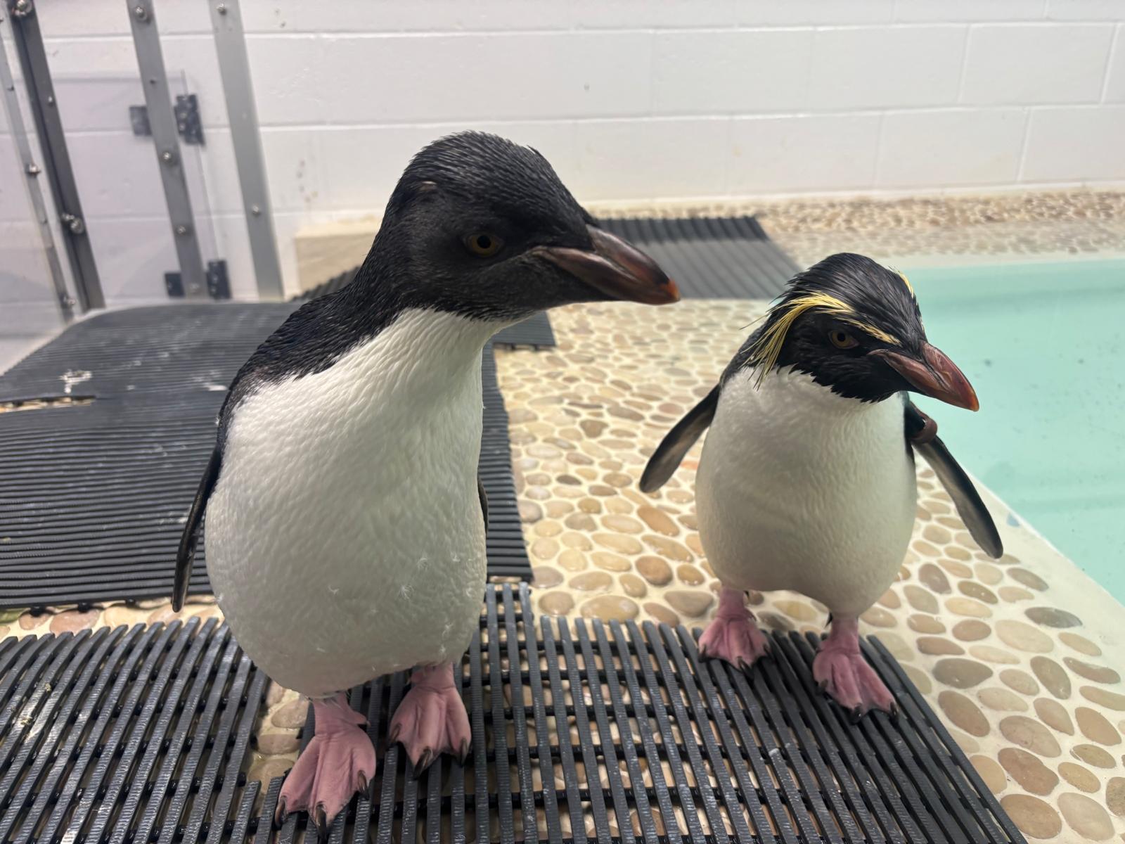 Northern Rockhopper Penguins, 'Trista' and 'Isolda'