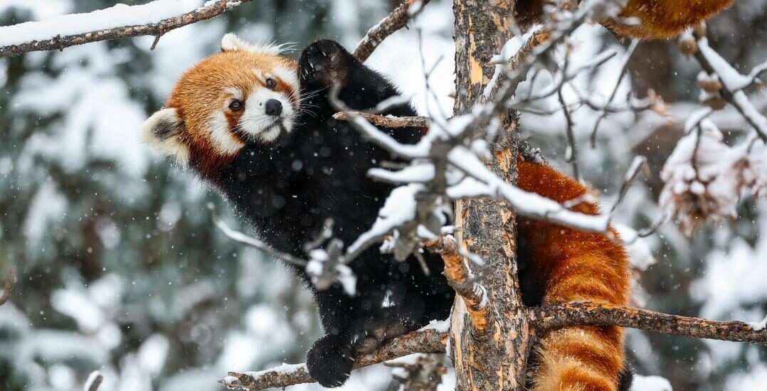 Red Panda, unknown individual