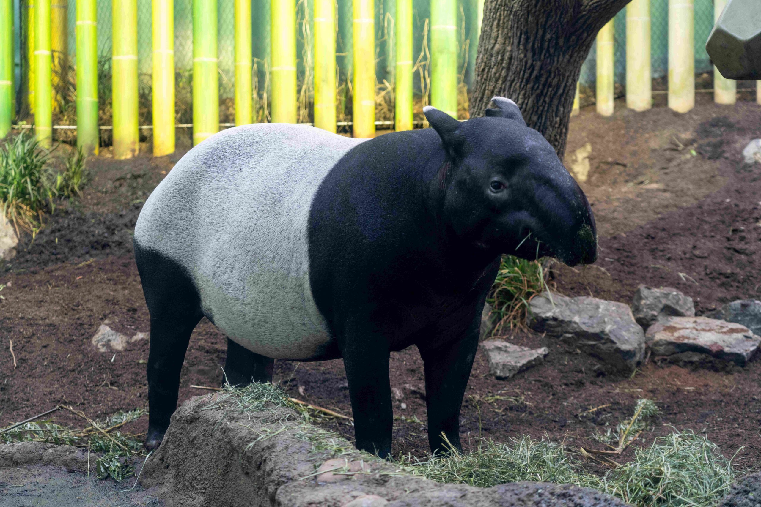 Female Malayan tapir, 'Sempurna'