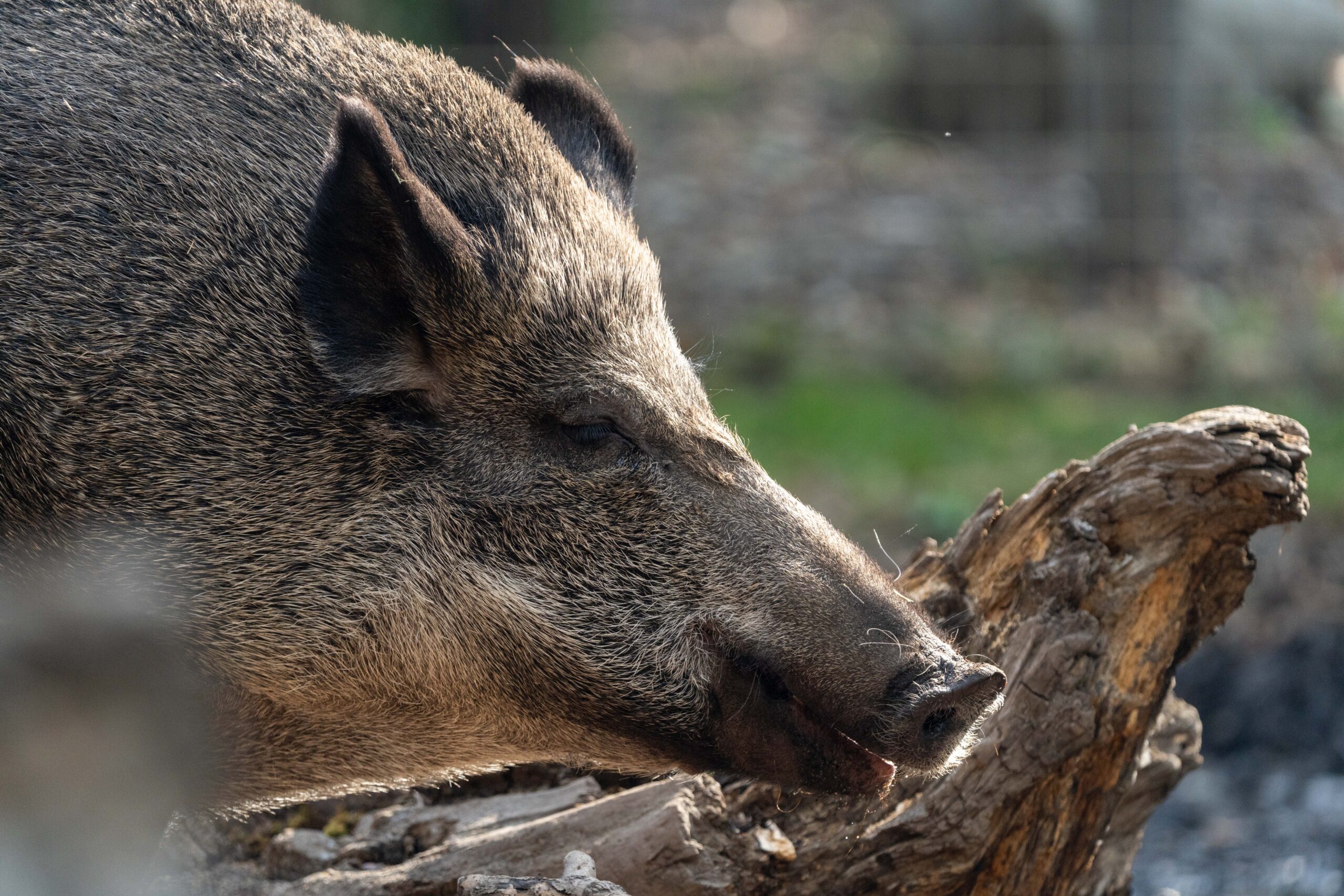 Wilbur Eurasian wild boar, deceased