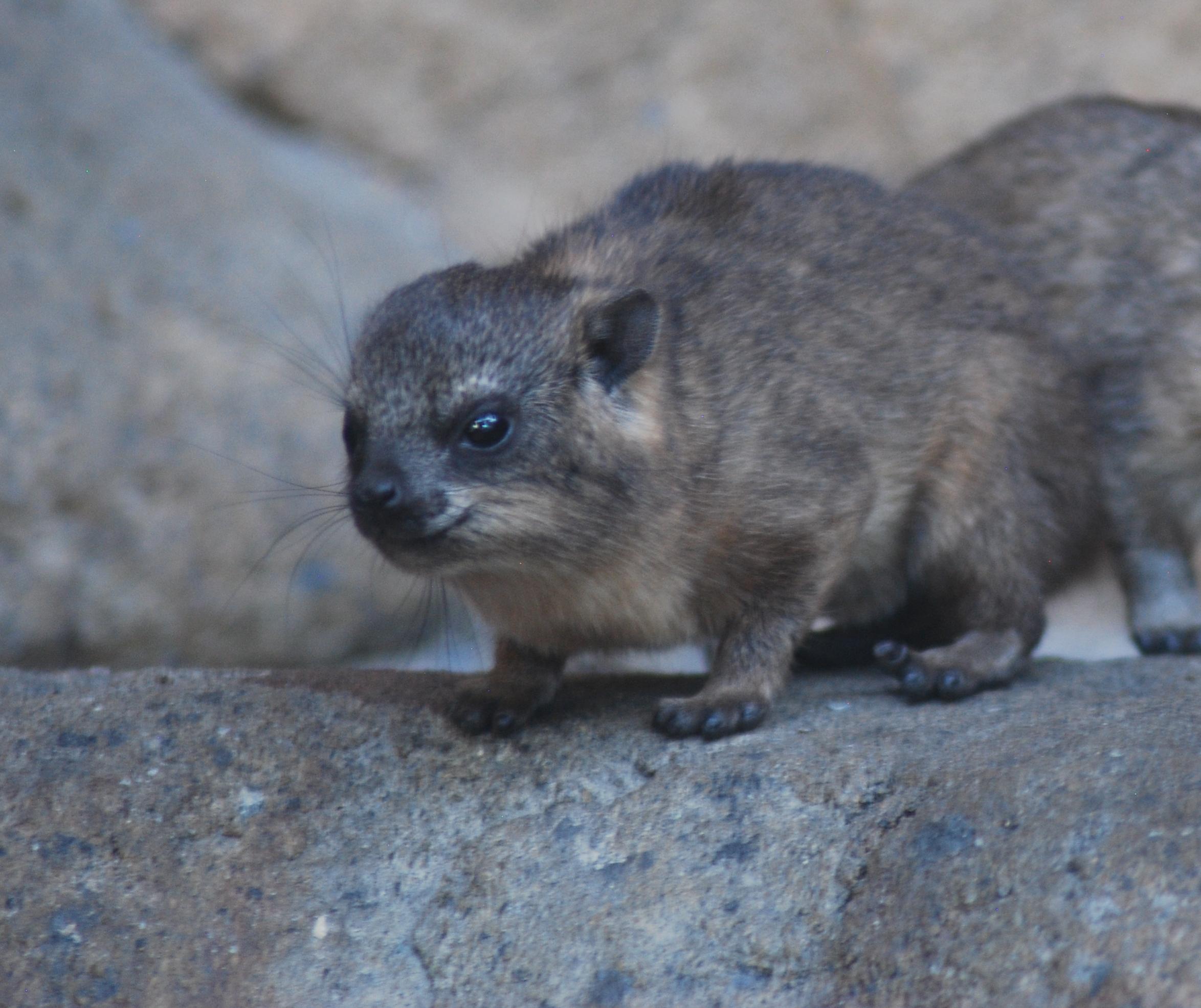 Young rock hyrax pup