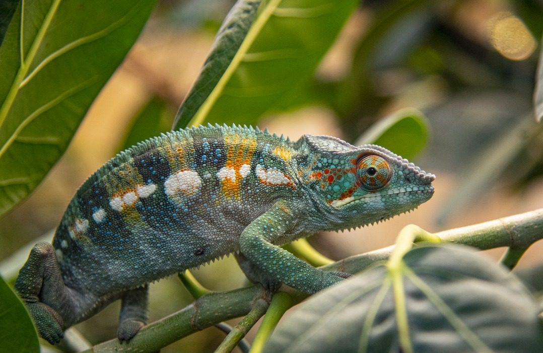 Panther chameleon, Makira, deceased