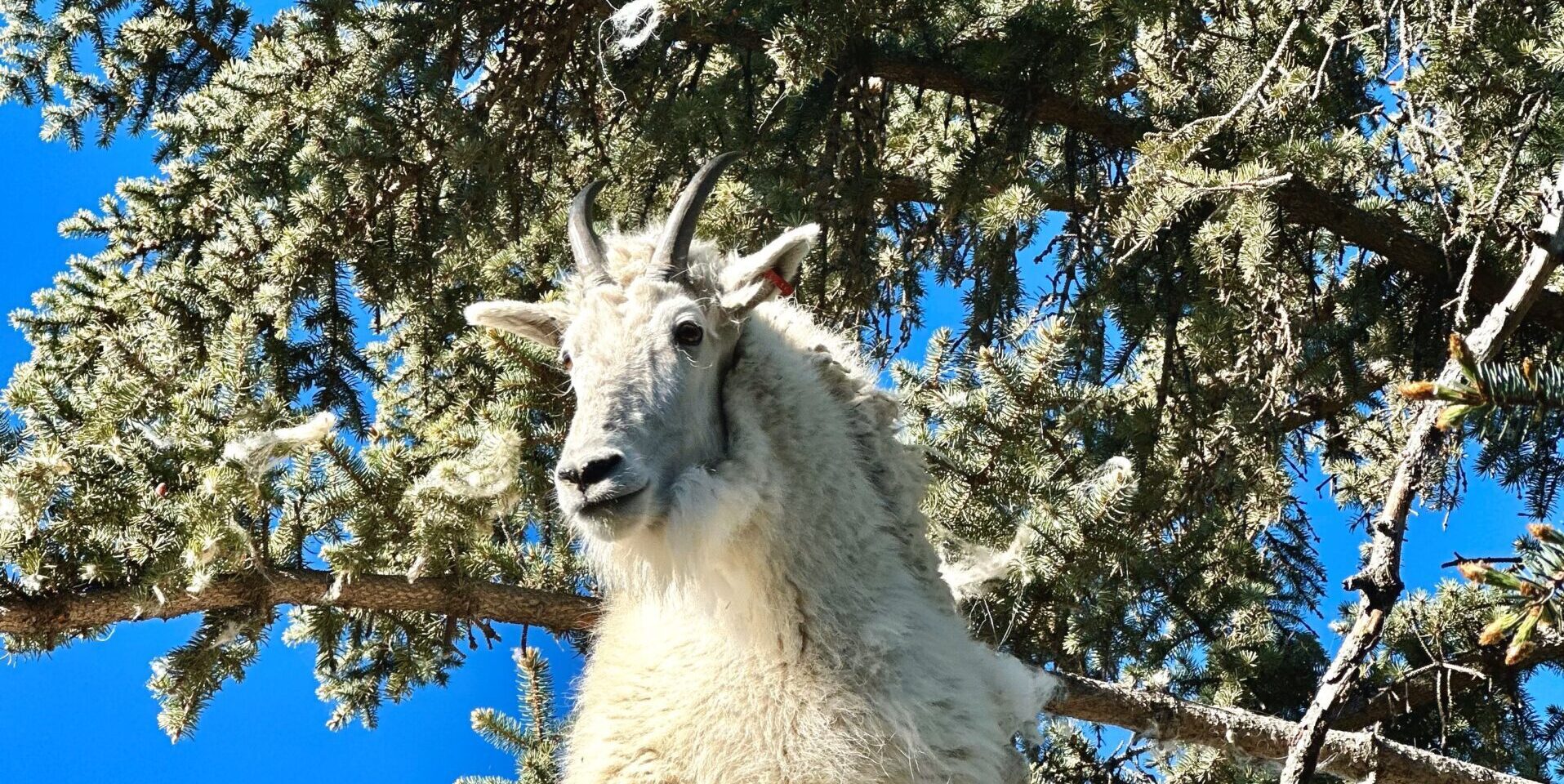 Rocky mountain goat 'Hara'