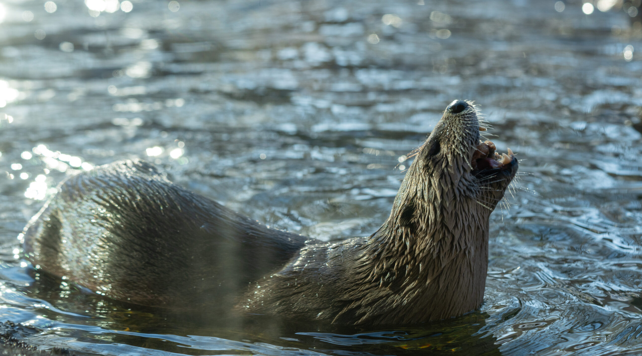 Female North American river otter 'Kate'