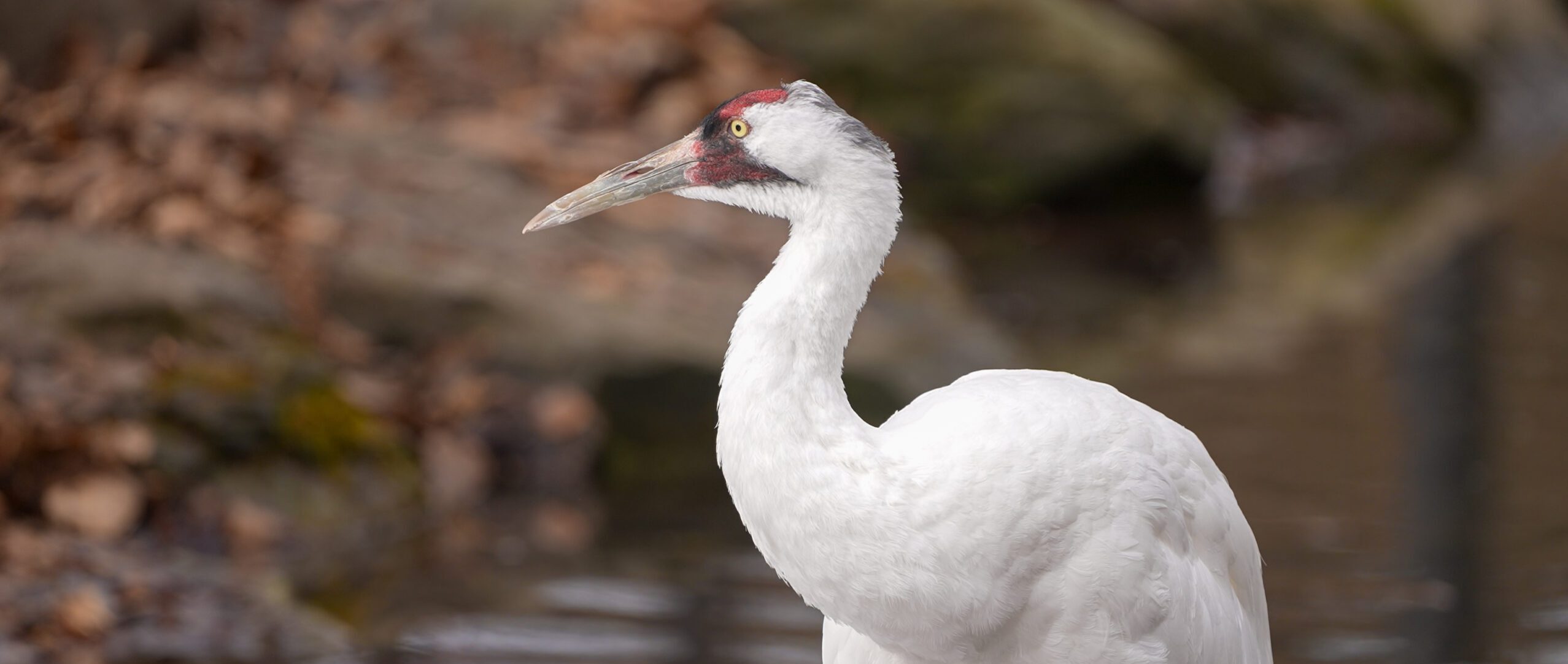 Female whooping crane, 'Mera'