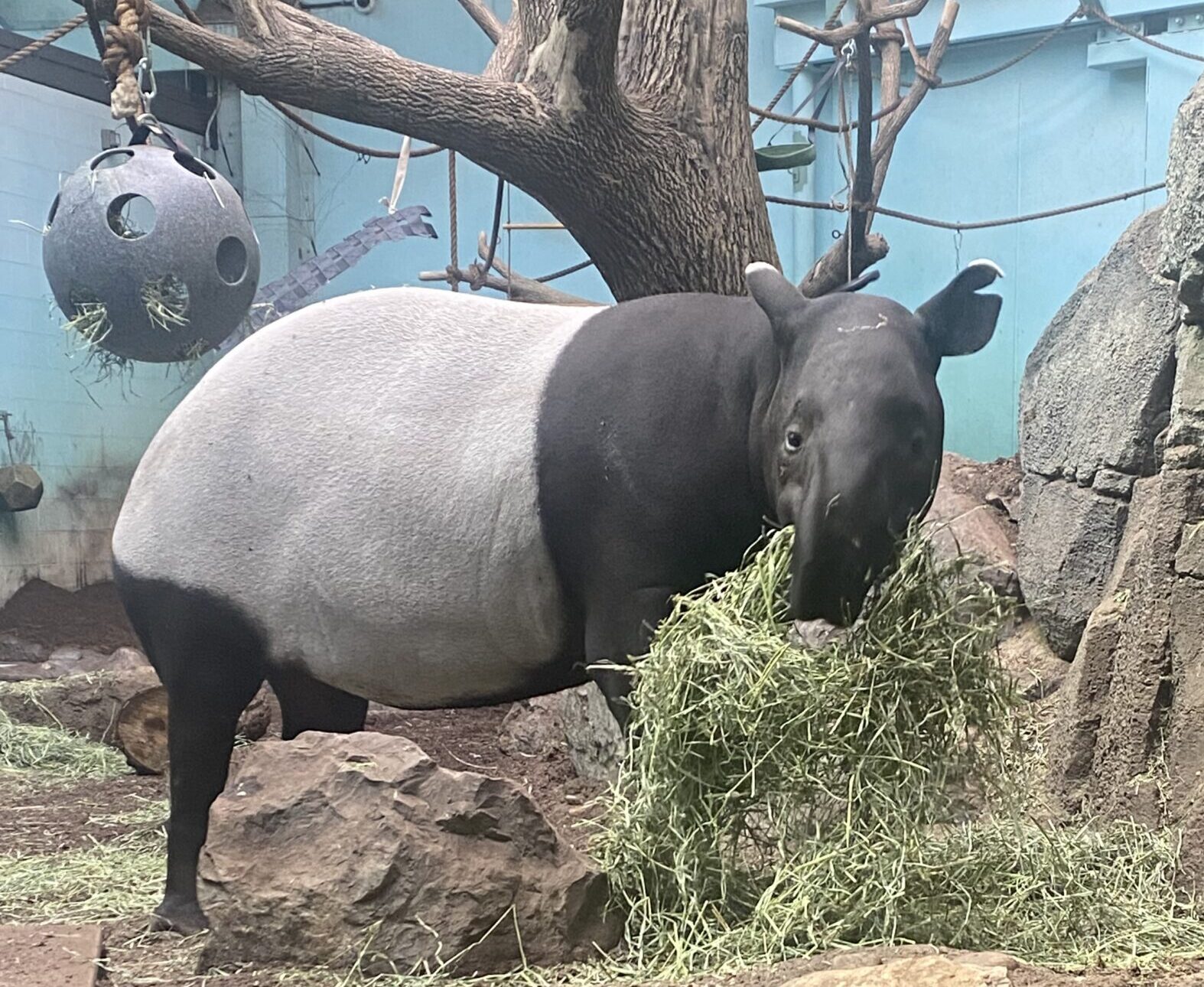 Female Malayan tapir, Sempurna