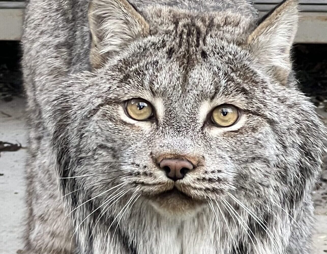 Canada lynx, Kaya
