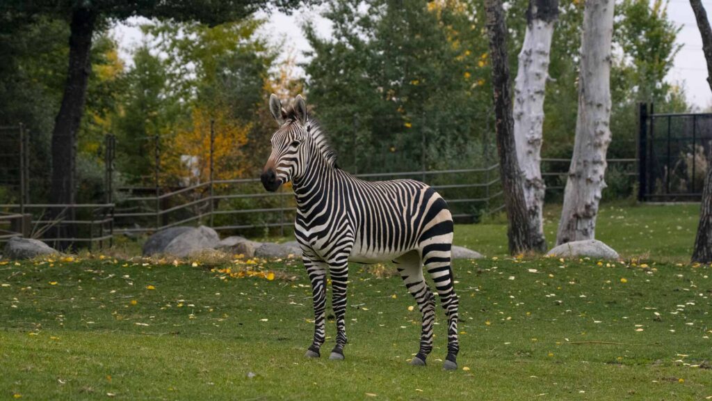 Zebra