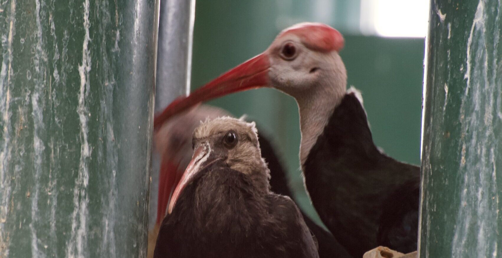 Bald ibis chick and dam Natasha
