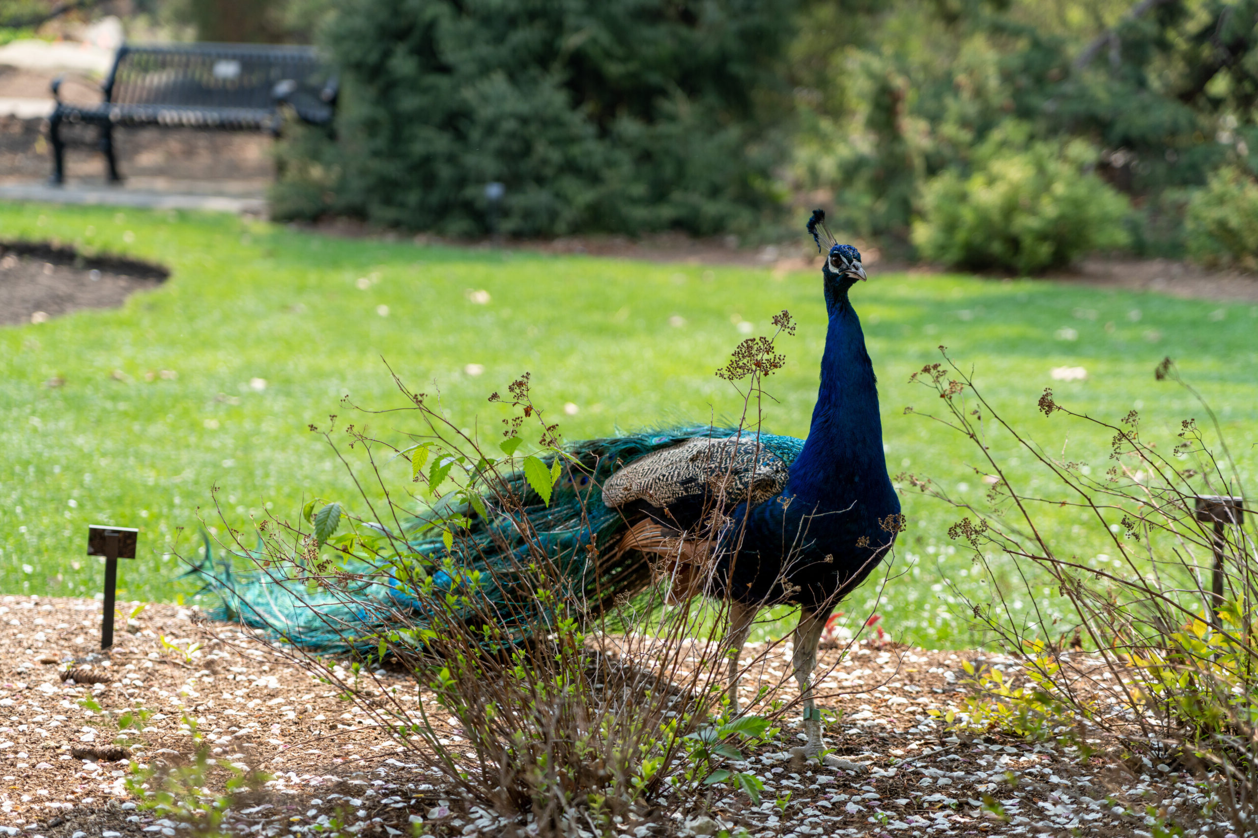 Blue peafowl