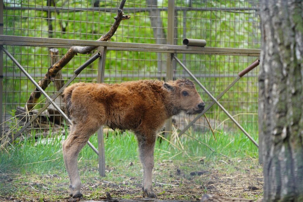 Wood bison calf