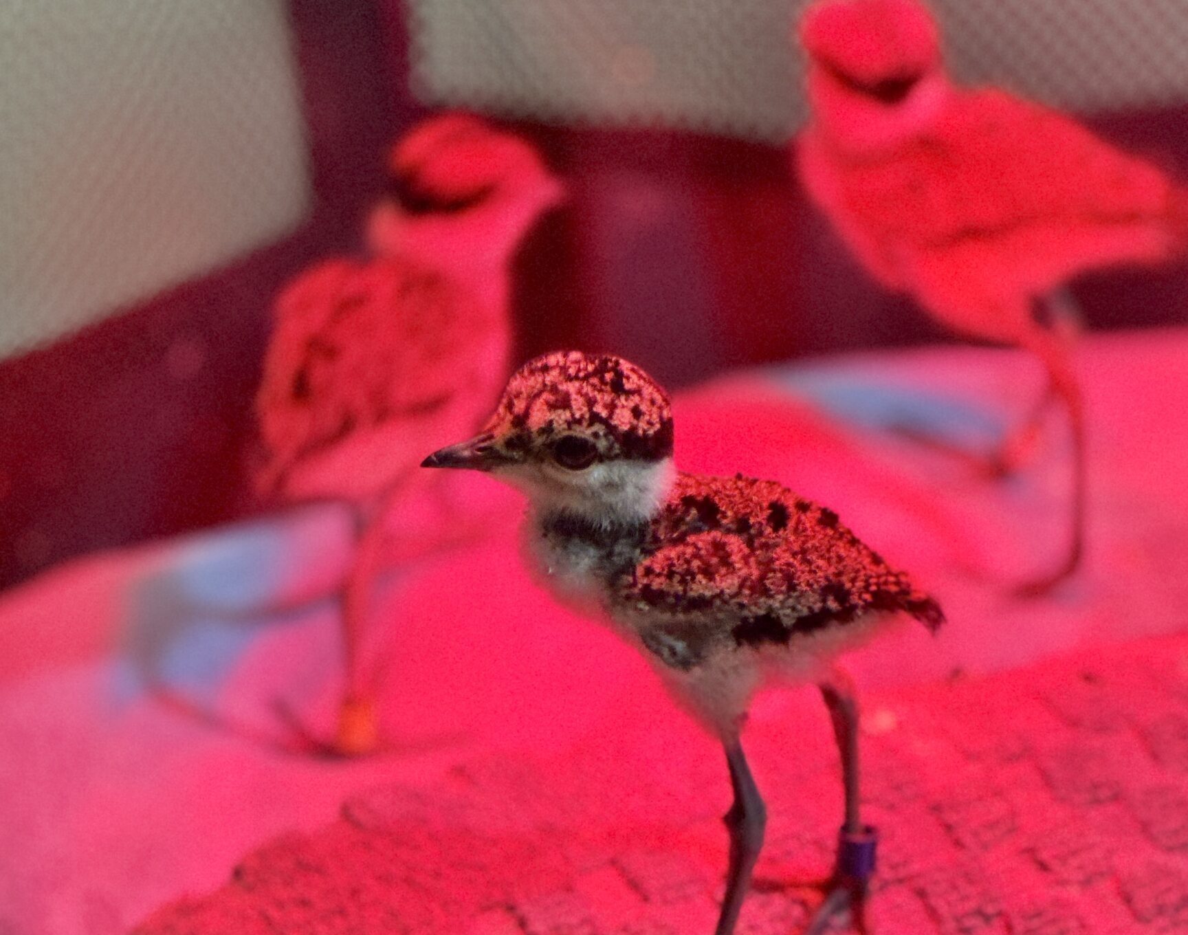 Spur-winged lapwing chicks