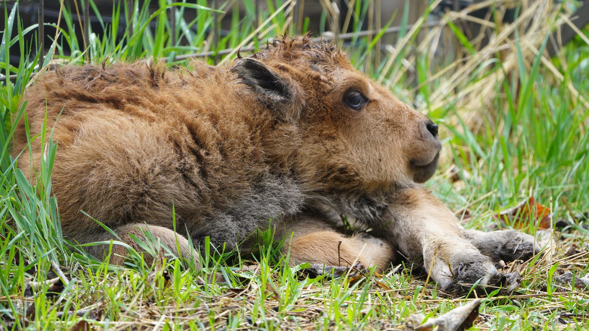 Wood bison calf